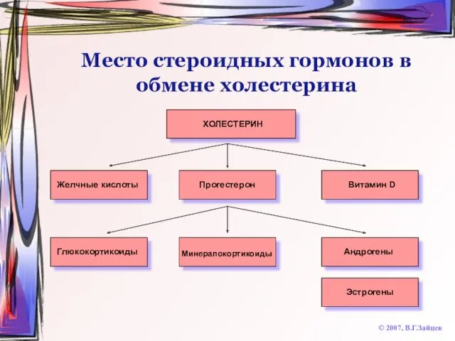 Место стероидных гормонов в обмене холестерина © 2007, В.Г.Зайцев ХОЛЕСТЕРИН