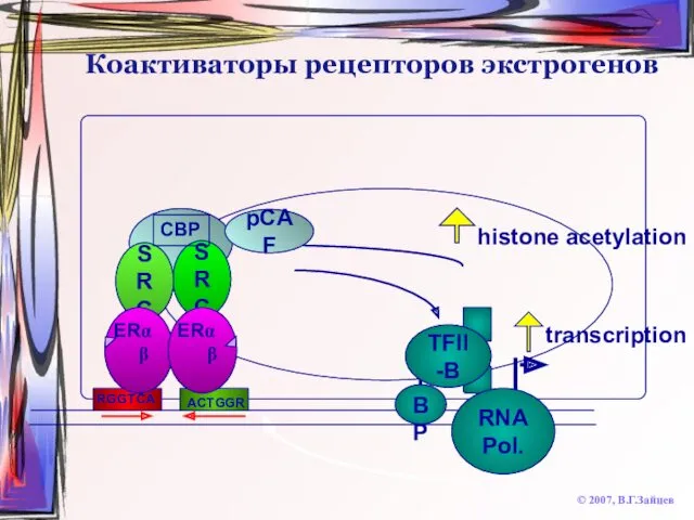 Коактиваторы рецепторов экстрогенов © 2007, В.Г.Зайцев SRC transcription RNA Pol.