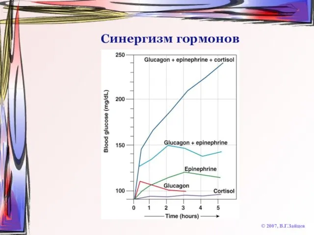 Синергизм гормонов © 2007, В.Г.Зайцев