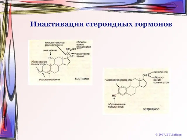 Инактивация стероидных гормонов © 2007, В.Г.Зайцев