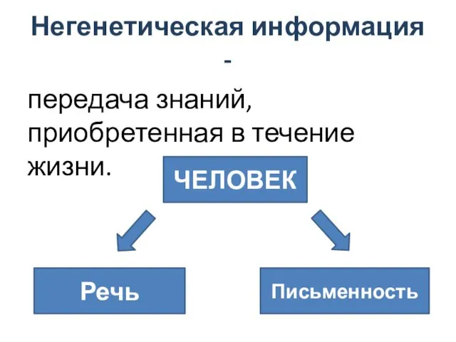 Негенетическая информация - передача знаний, приобретенная в течение жизни. ЧЕЛОВЕК Речь Письменность