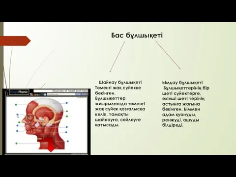 Бас бұлшықеті Шайнау бұлшықеті Төменгі жақ сүйекке бекінген. Бұлшықеттер жиырылғанда