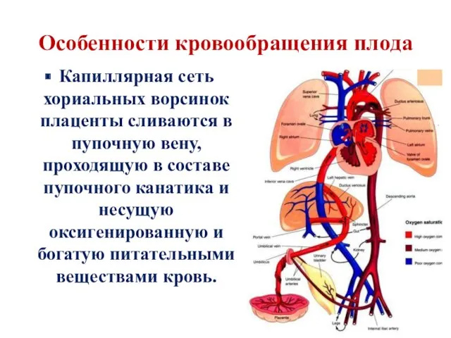 Особенности кровообращения плода Капиллярная сеть хориальных ворсинок плаценты сливаются в