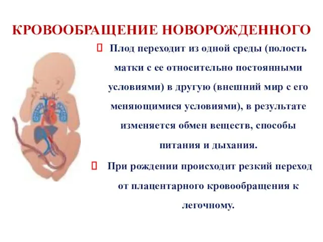 КРОВООБРАЩЕНИЕ НОВОРОЖДЕННОГО Плод переходит из одной среды (полость матки с