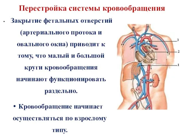 Перестройка системы кровообращения Закрытие фетальных отверстий (артериального протока и овального