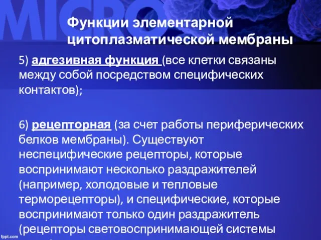 Функции элементарной цитоплазматической мембраны 5) адгезивная функция (все клетки связаны