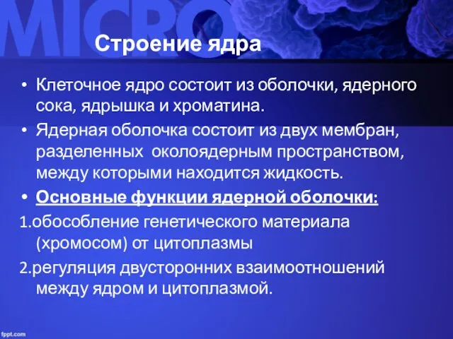 Строение ядра Клеточное ядро состоит из оболочки, ядерного сока, ядрышка