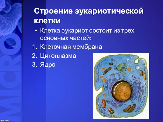 Строение эукариотической клетки Клетка эукариот состоит из трех основных частей: Клеточная мембрана Цитоплазма Ядро