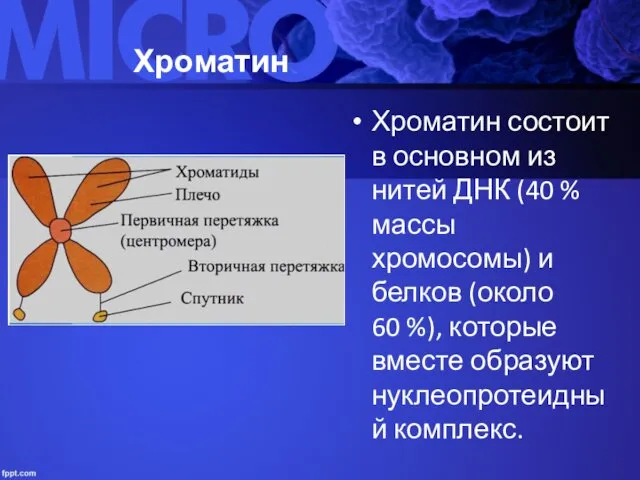 Хроматин Хроматин состоит в основном из нитей ДНК (40 %