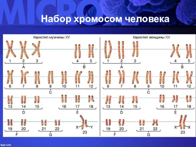 Набор хромосом человека