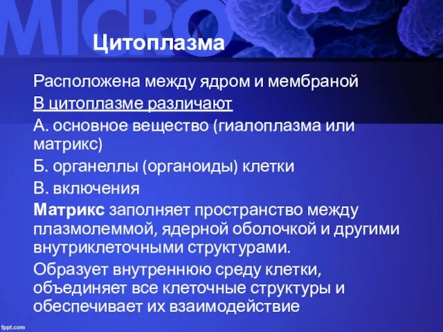 Цитоплазма Расположена между ядром и мембраной В цитоплазме различают А.