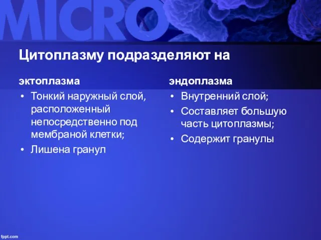 Цитоплазму подразделяют на эктоплазма Тонкий наружный слой, расположенный непосредственно под