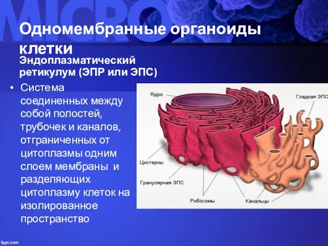 Одномембранные органоиды клетки Эндоплазматический ретикулум (ЭПР или ЭПС) Система соединенных