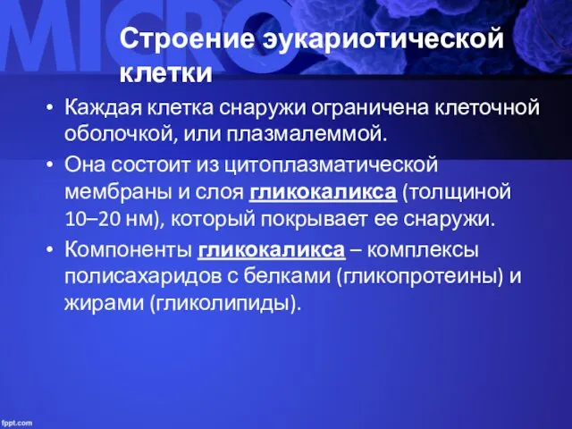 Строение эукариотической клетки Каждая клетка снаружи ограничена клеточной оболочкой, или