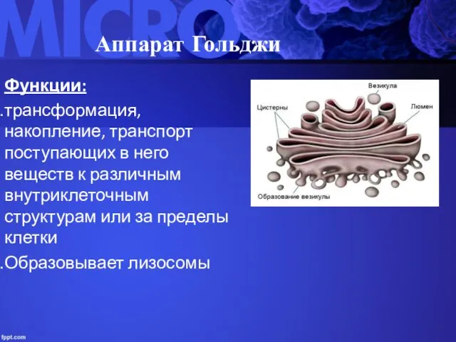 Аппарат Гольджи Функции: трансформация, накопление, транспорт поступающих в него веществ