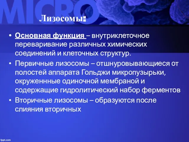 Лизосомы: Основная функция – внутриклеточное переваривание различных химических соединений и