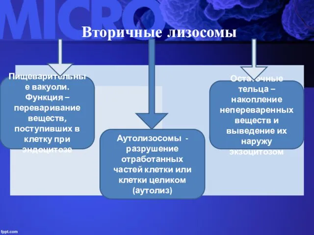 Вторичные лизосомы Пищеварительные вакуоли. Функция – переваривание веществ, поступивших в