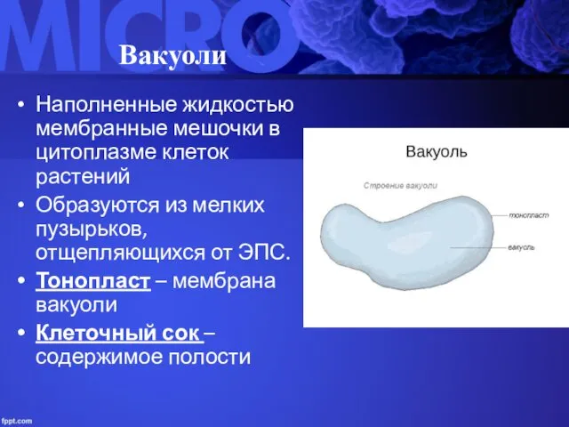 Вакуоли Наполненные жидкостью мембранные мешочки в цитоплазме клеток растений Образуются