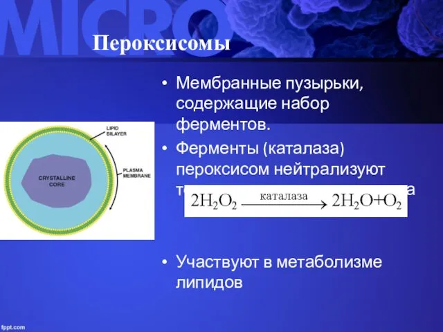 Пероксисомы Мембранные пузырьки, содержащие набор ферментов. Ферменты (каталаза) пероксисом нейтрализуют