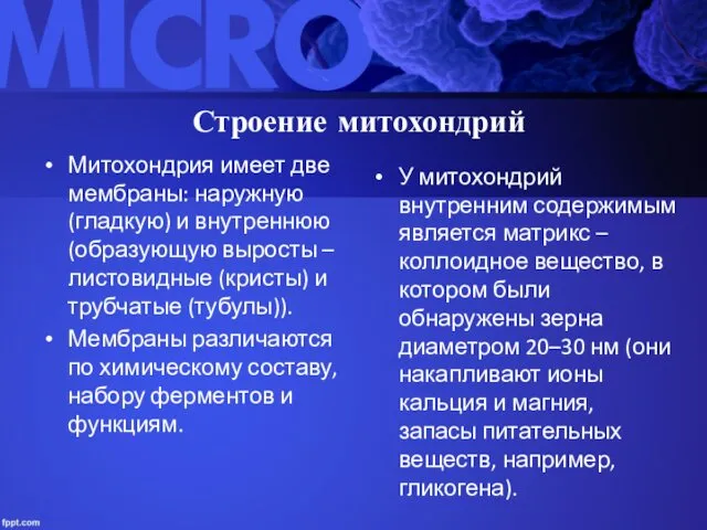 Строение митохондрий Митохондрия имеет две мембраны: наружную (гладкую) и внутреннюю