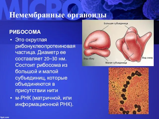 Немембранные органоиды РИБОСОМА Это округлая рибонуклеопротеиновая частица. Диаметр ее составляет