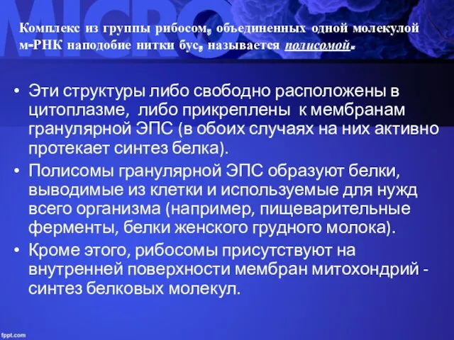 Комплекс из группы рибосом, объединенных одной молекулой м-РНК наподобие нитки