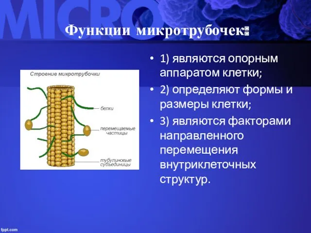 Функции микротрубочек: 1) являются опорным аппаратом клетки; 2) определяют формы