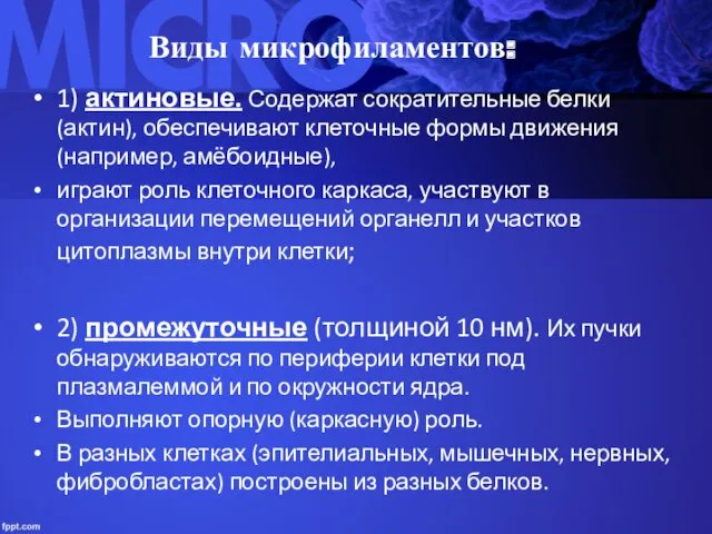 Виды микрофиламентов: 1) актиновые. Содержат сократительные белки (актин), обеспечивают клеточные