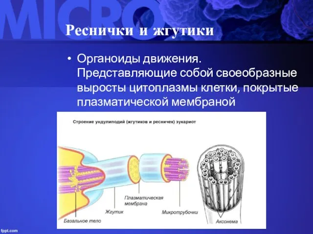 Реснички и жгутики Органоиды движения. Представляющие собой своеобразные выросты цитоплазмы клетки, покрытые плазматической мембраной