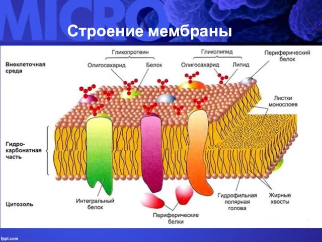 Строение мембраны