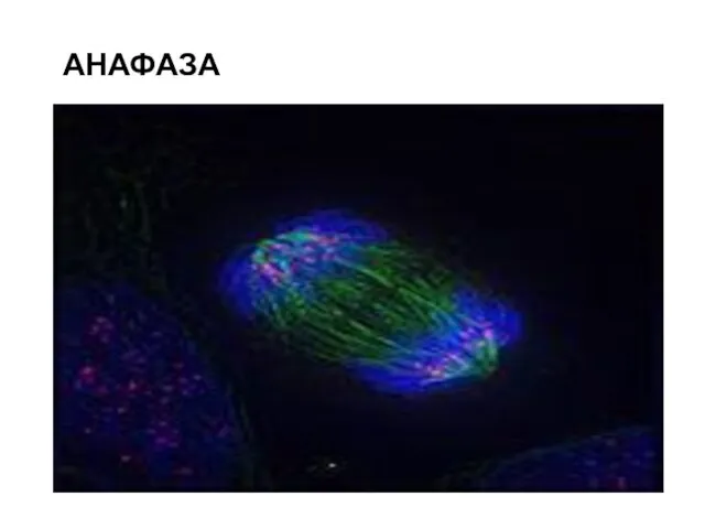 АНАФАЗА