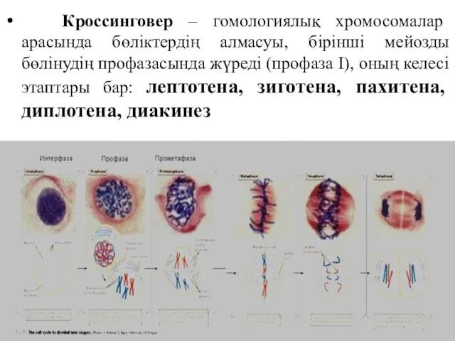 Кроссинговер – гомологиялық хромосомалар арасында бөліктердің алмасуы, бірінші мейозды бөлінудің