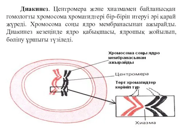 Диакинез. Центромера және хиазмамен байланысқан гомологты хромосома хроматидтері бір-бірін итеруі