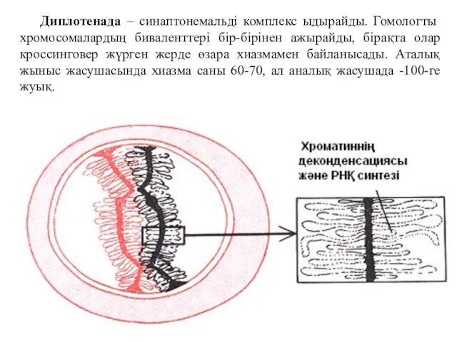 Диплотенада – синаптонемальді комплекс ыдырайды. Гомологты хромосомалардың биваленттері бір-бірінен ажырайды,