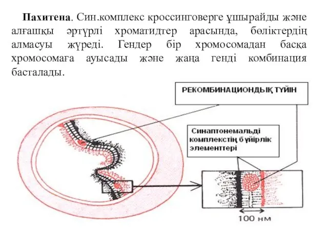 Пахитена. Син.комплекс кроссинговерге ұшырайды және алғашқы әртүрлі хроматидтер арасында, бөліктердің