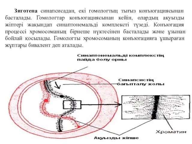 Зиготена синапсисадан, екі гомологтың тығыз конъюгациясынан басталады. Гомологтар конъюгациясынан кейін,