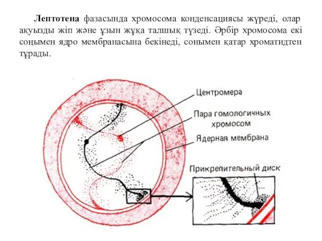 Лептотена фазасында хромосома конденсациясы жүреді, олар ақуызды жіп және ұзын