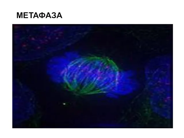 МЕТАФАЗА