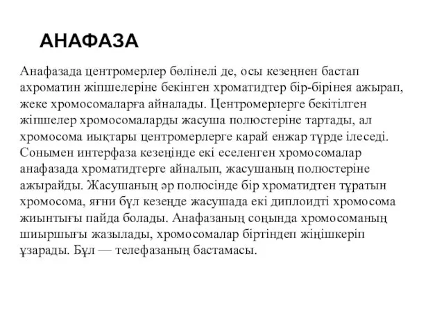 АНАФАЗА Анафазада центромерлер бөлінелі де, осы кезеңнен бастап ахроматин жіпшелеріне