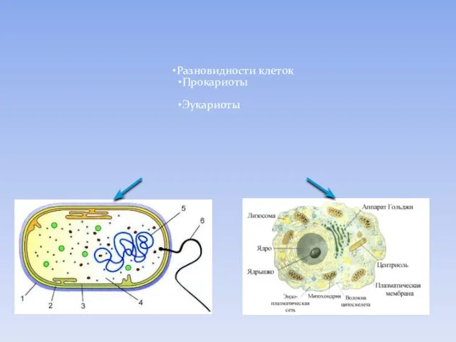 Разновидности клеток Прокариоты Эукариоты