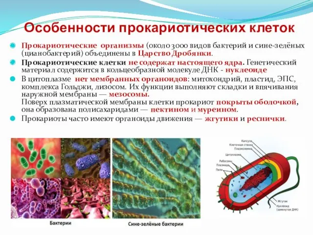 Особенности прокариотических клеток Прокариотические организмы (около 3000 видов бактерий и