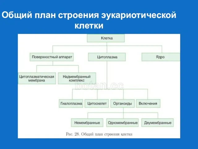 Общий план строения эукариотической клетки