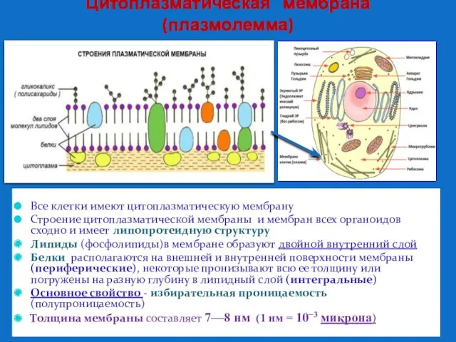 Цитоплазматическая мембрана (плазмолемма) Все клетки имеют цитоплазматическую мембрану Строение цитоплазматической