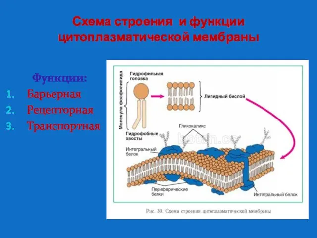 Схема строения и функции цитоплазматической мембраны Функции: Барьерная Рецепторная Транспортная