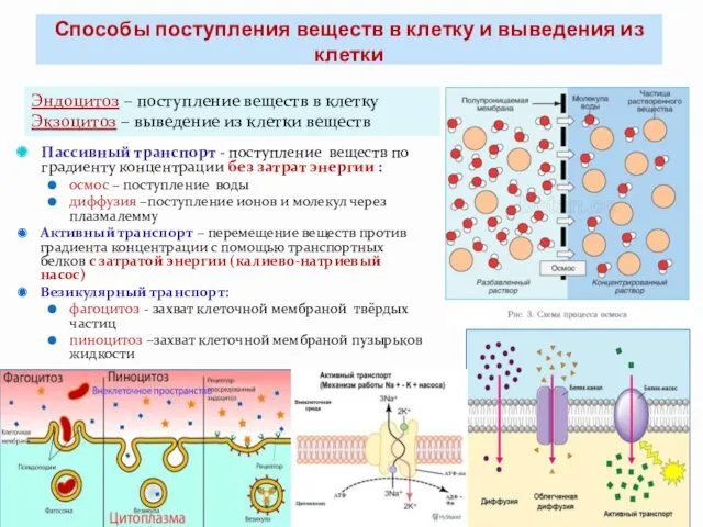 Способы поступления веществ в клетку и выведения из клетки Пассивный