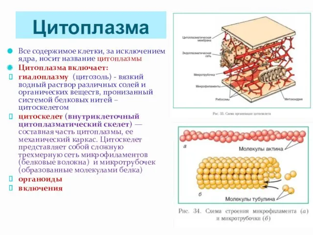 Цитоплазма Все содержимое клетки, за исключением ядра, носит название цитоплазмы