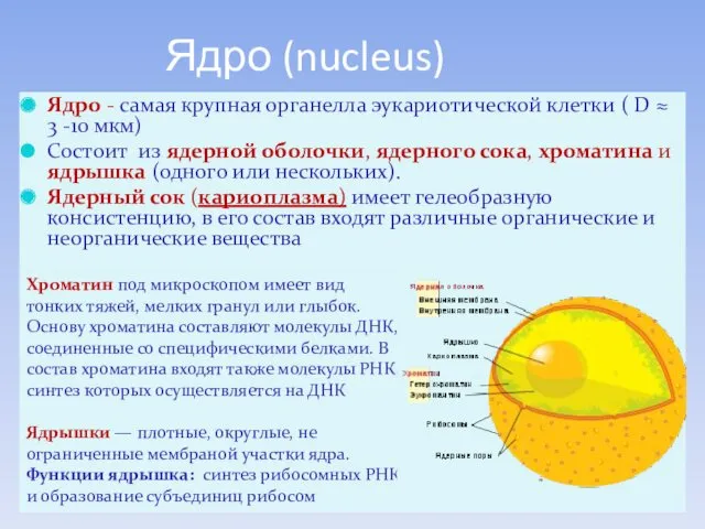 Ядро (nucleus) Ядро - самая крупная органелла эукариотической клетки (