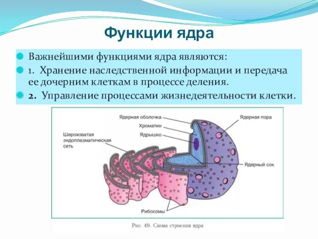 Функции ядра Важнейшими функциями ядра являются: 1. Хранение наследственной информации