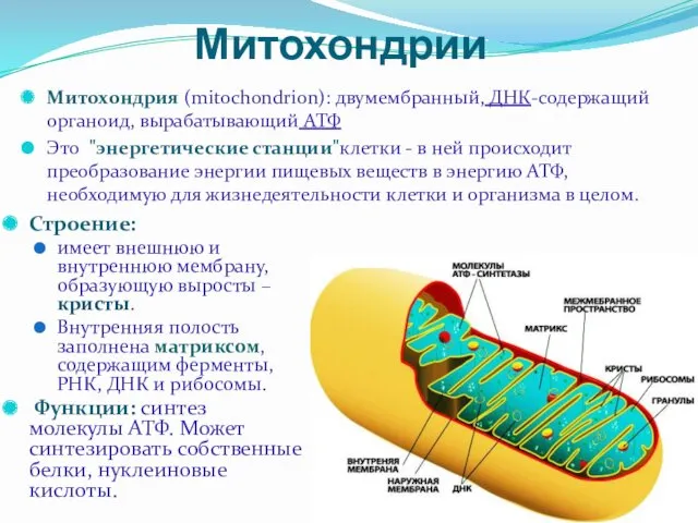 Строение: имеет внешнюю и внутреннюю мембрану, образующую выросты – кристы.