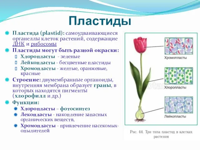 Пластиды Пластида (plastid): самоудваивающиеся органеллы клеток растений, содержащие ДНК и